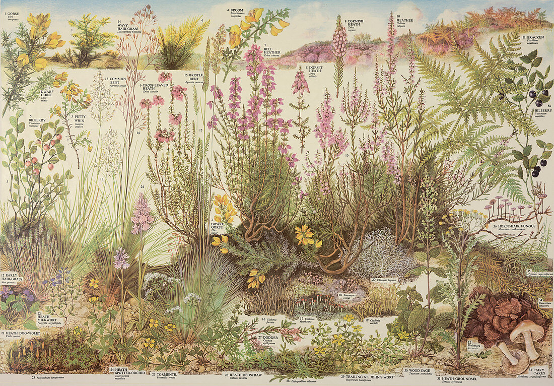 Heathland plants,poster
