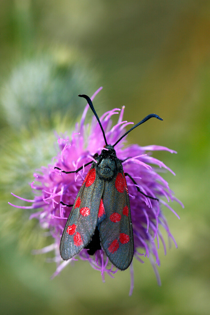 Six-spot burnet moth