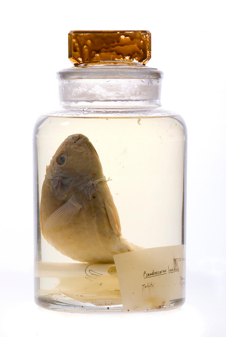 Parrotfish collected by Darwin,1835