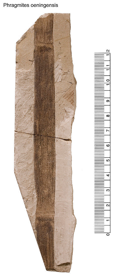 Reed fossil