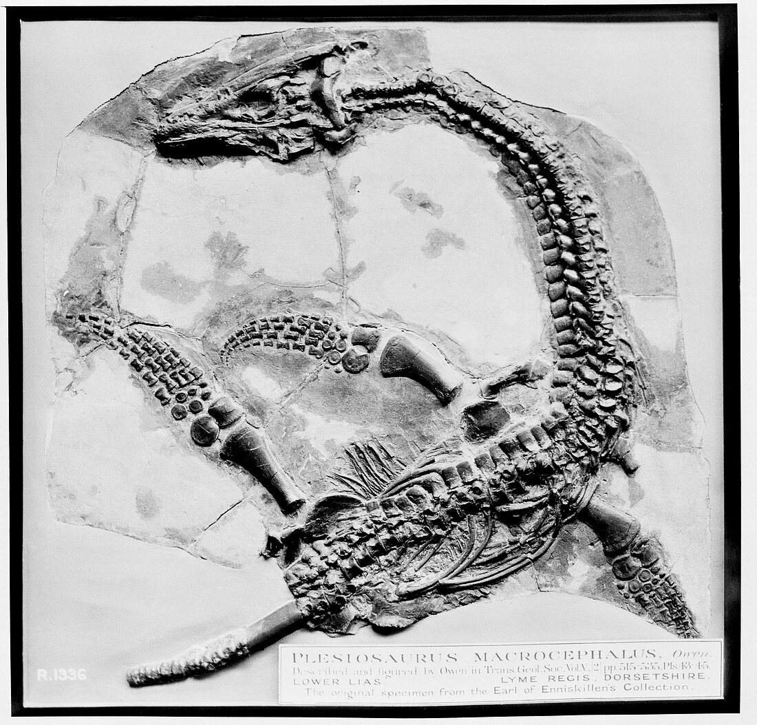 Plesiosaur fossil,museum display