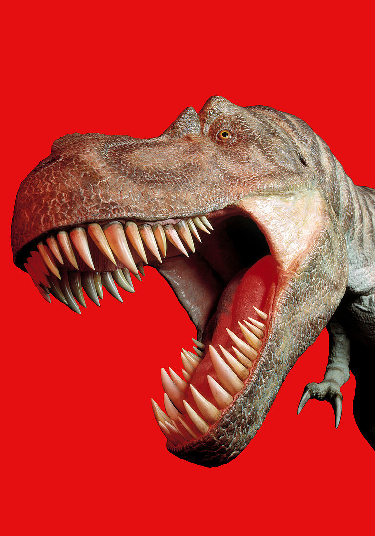 Tyrannosaur rex head