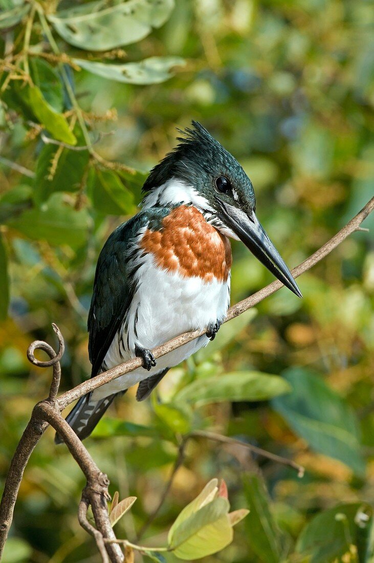 Amazon kingfisher male