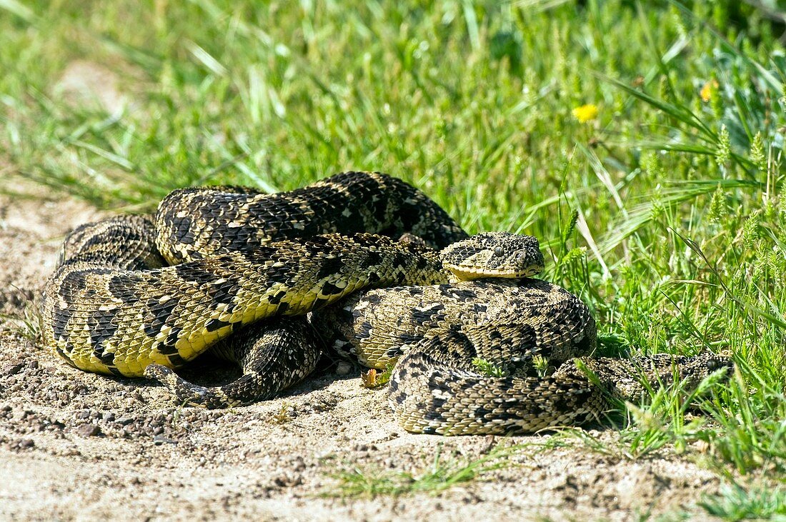 Puff adders mating