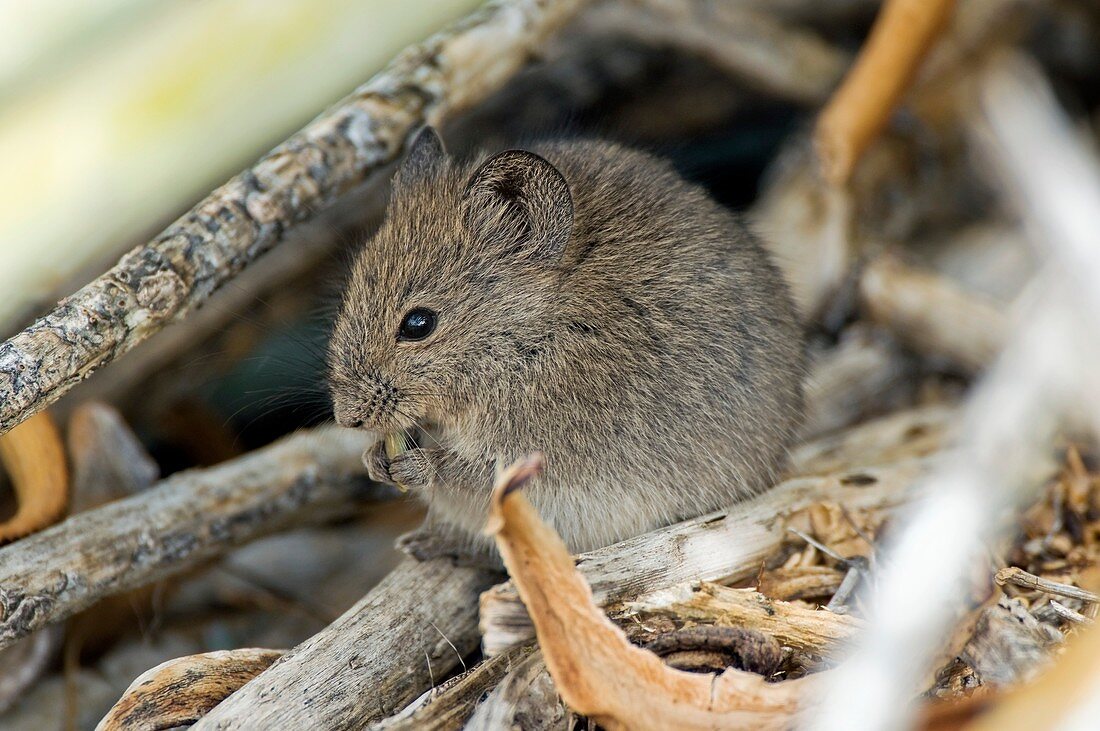 Namaqua rock mouse