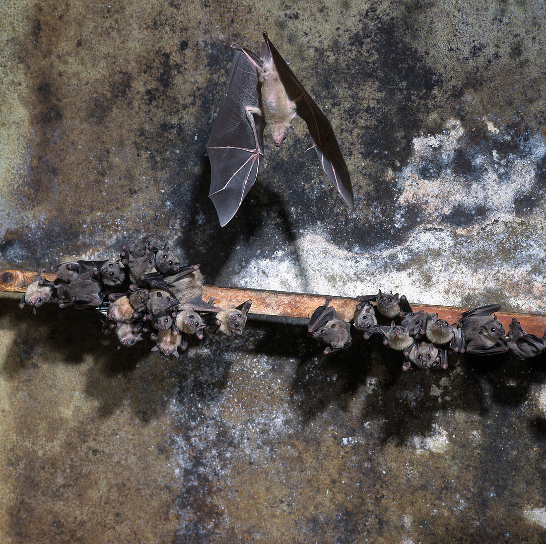 Egyptian fruit bats
