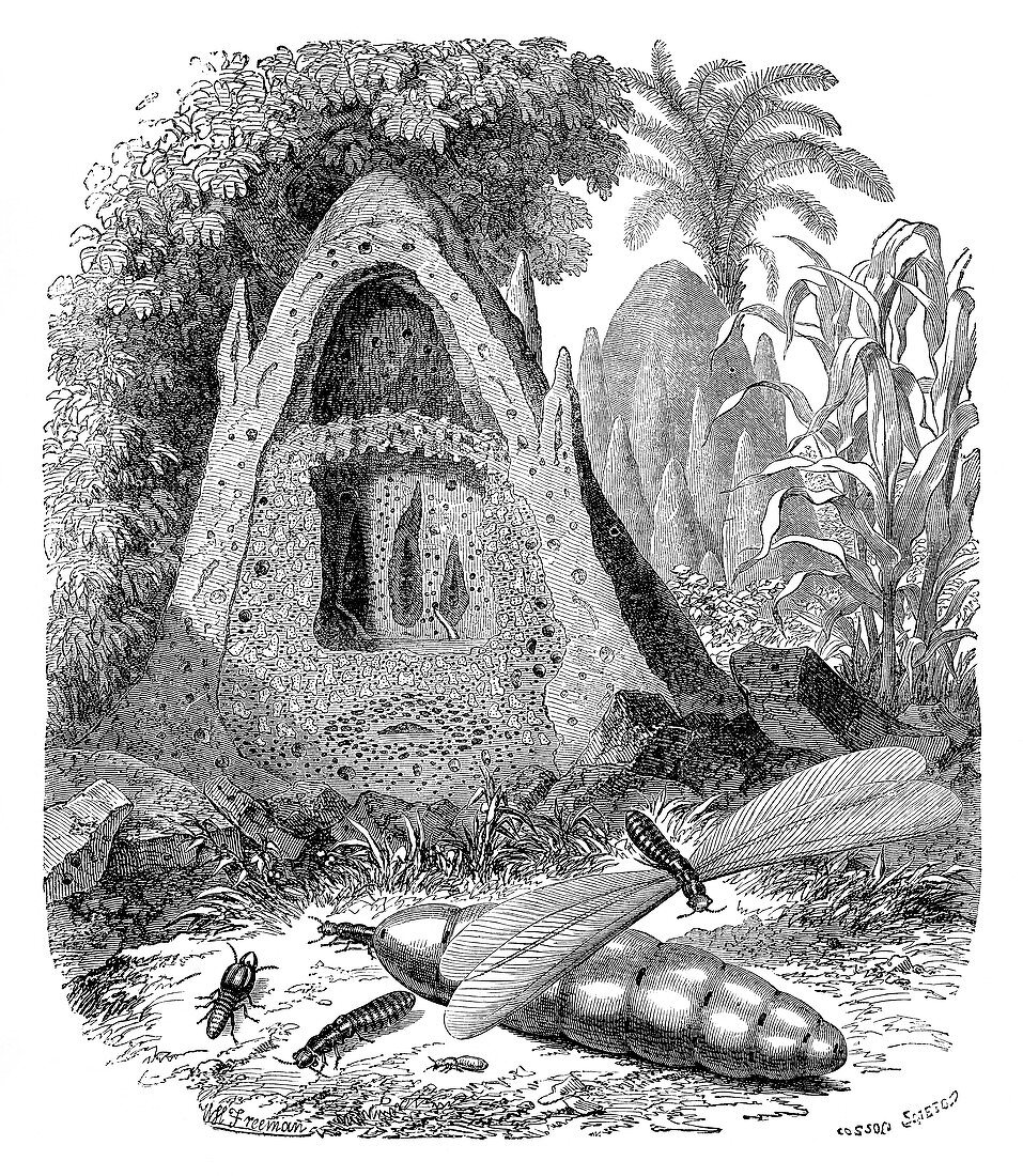 Termite mound and castes