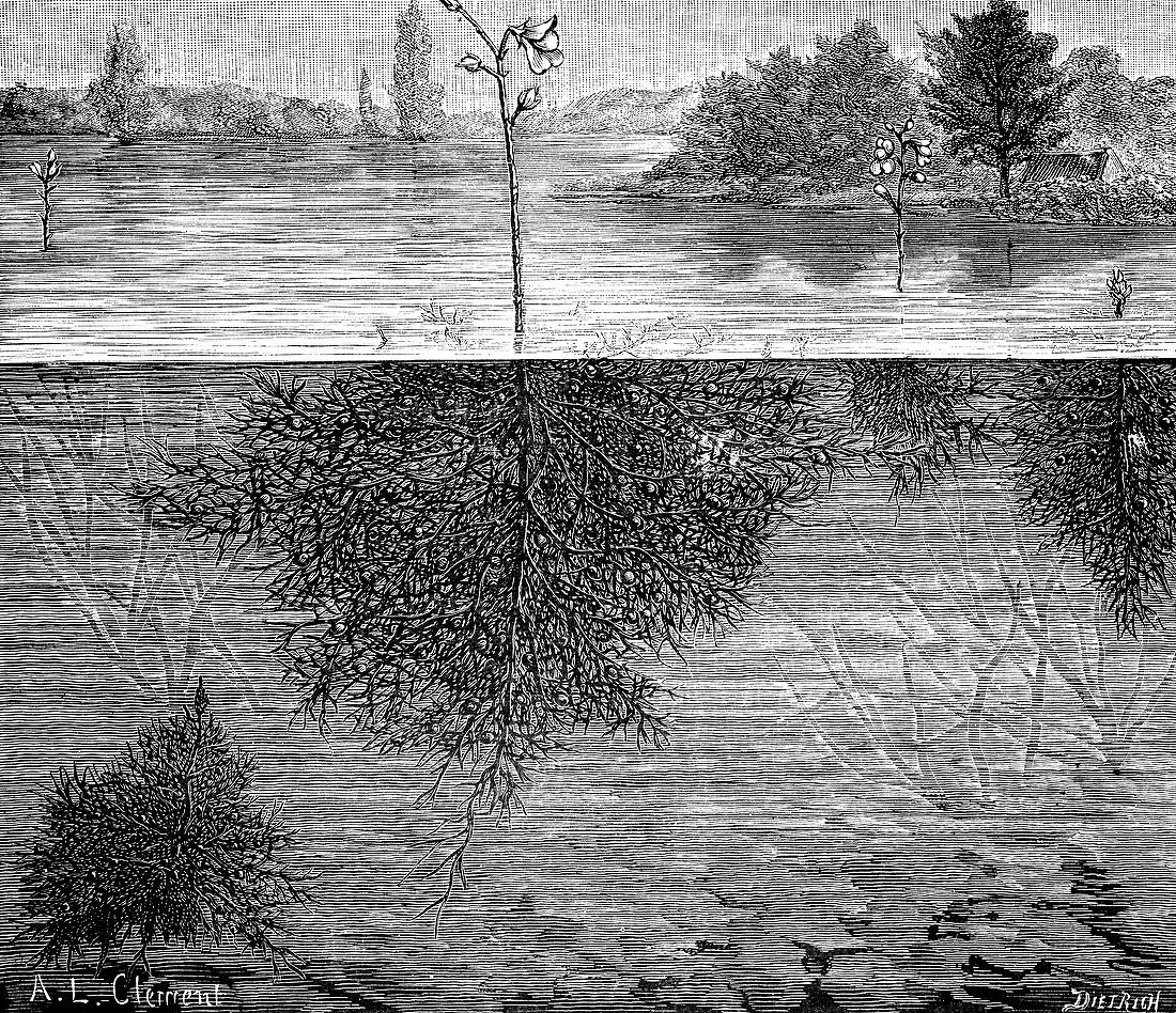 Bladderwort in a lake