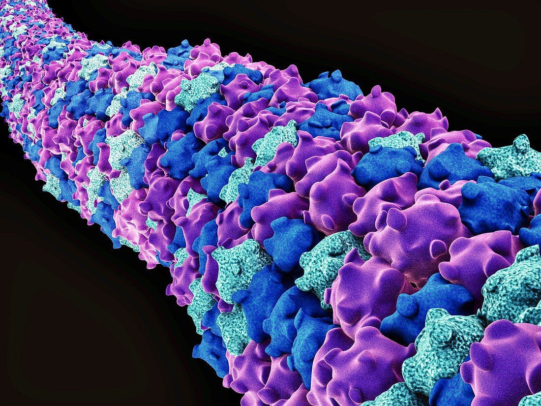 Microtubules,artwork