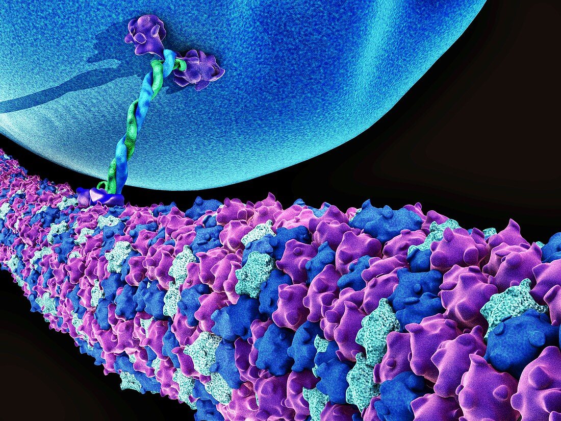 Protein,microtubules and cell,artwork