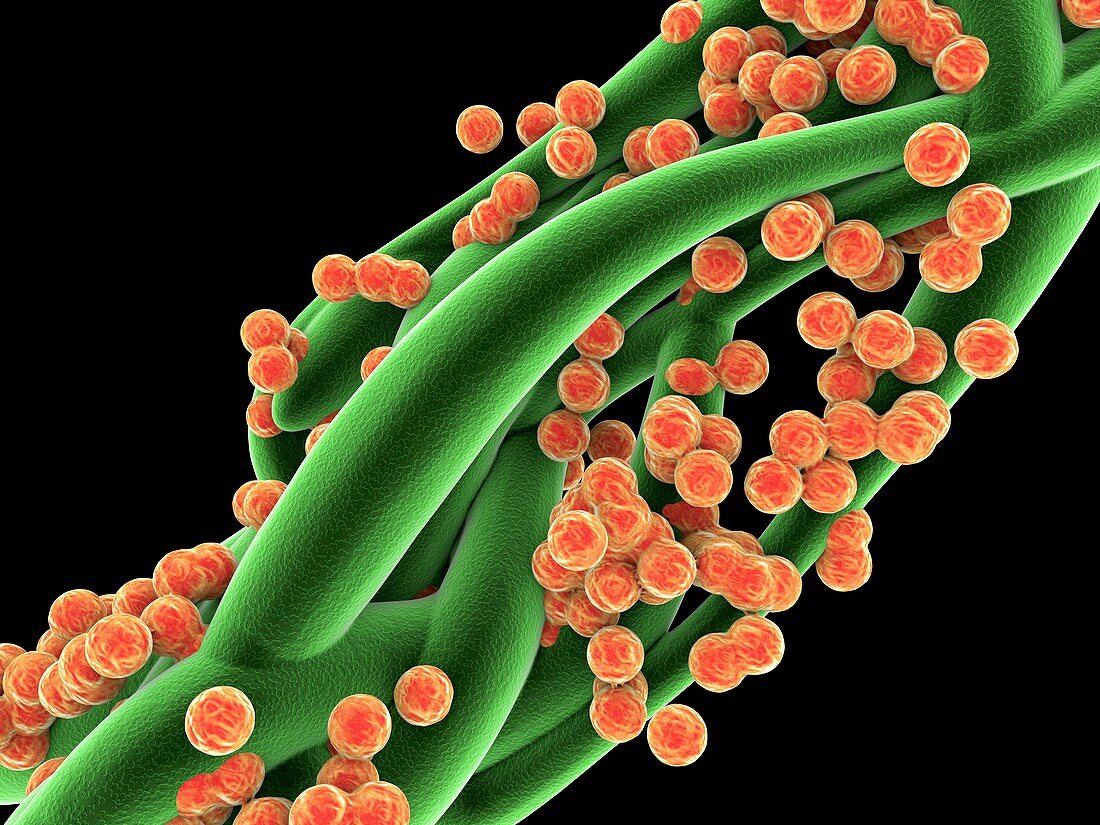 Staphylococcus aureus MRSA bacteria