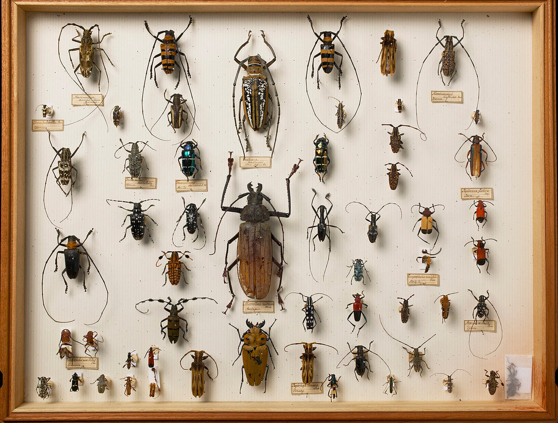 Wallace Collection beetle specimens