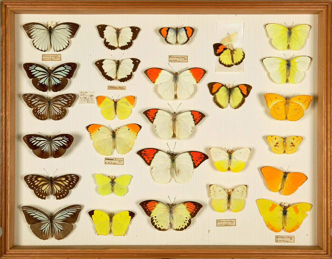 Wallace Collection butterfly specimens