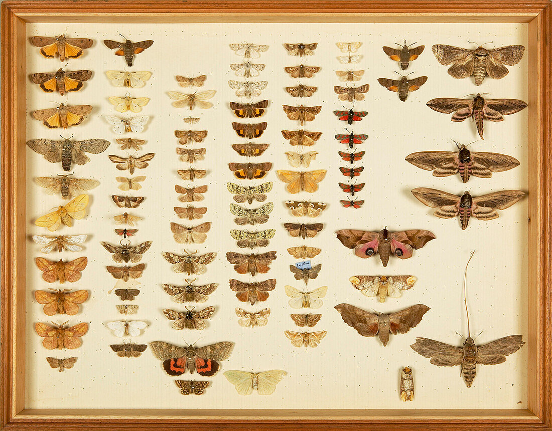 Wallace Collection butterfly specimens