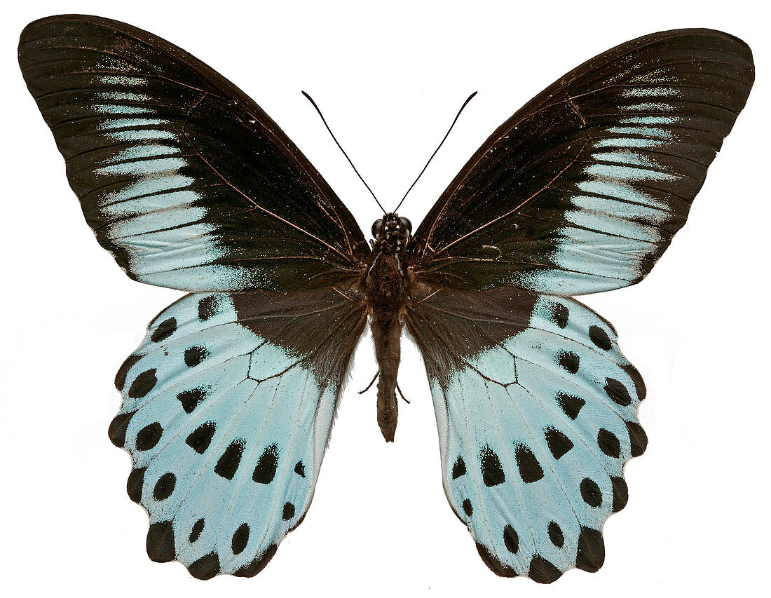 Blue mormon butterfly