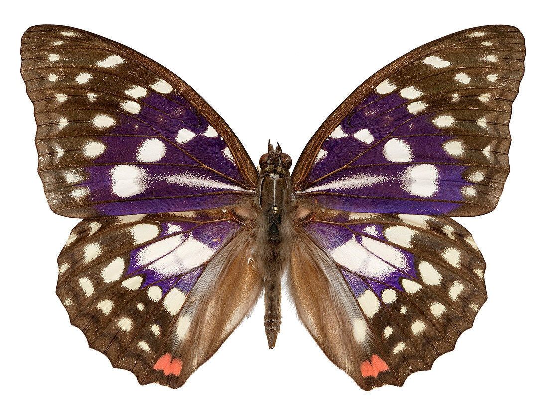 Great purple butterfly