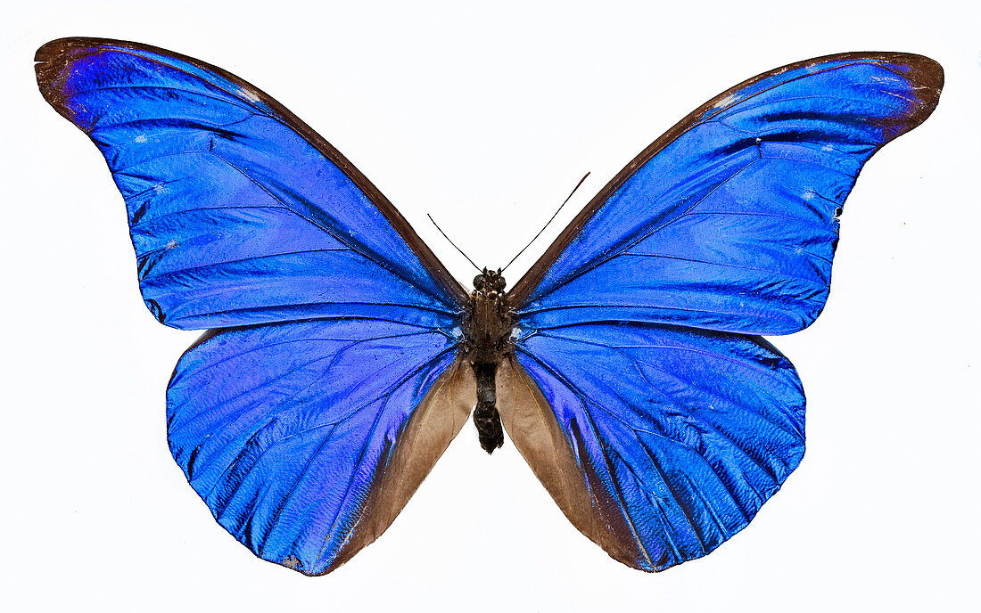 Morpho rhetenor butterfly