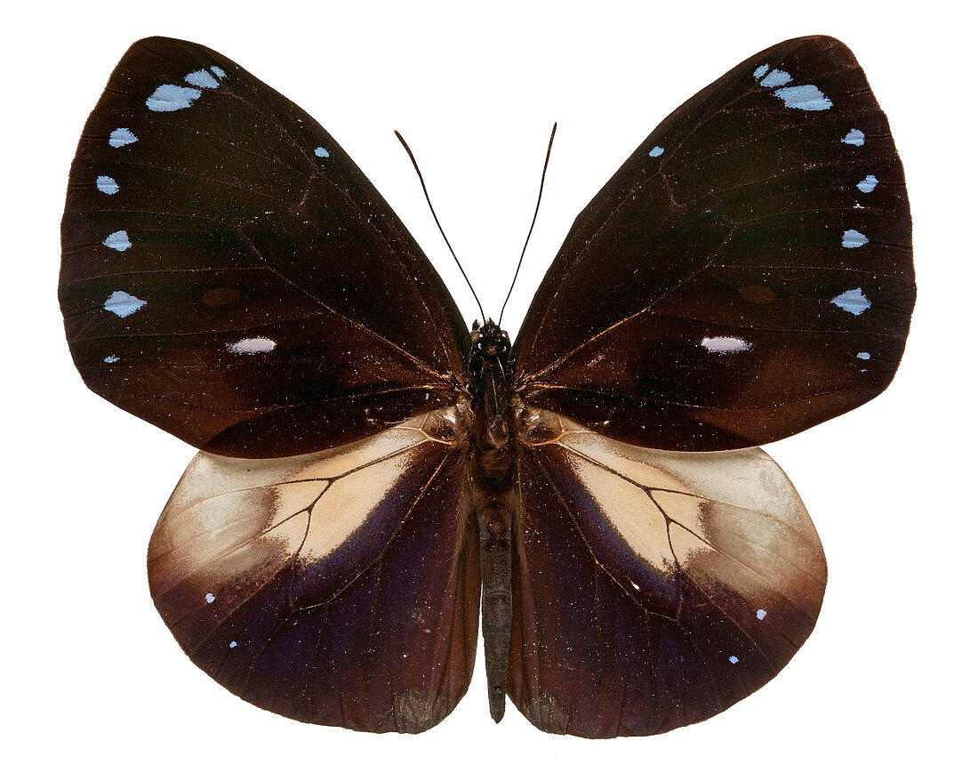 Blue-banded king crow butterfly