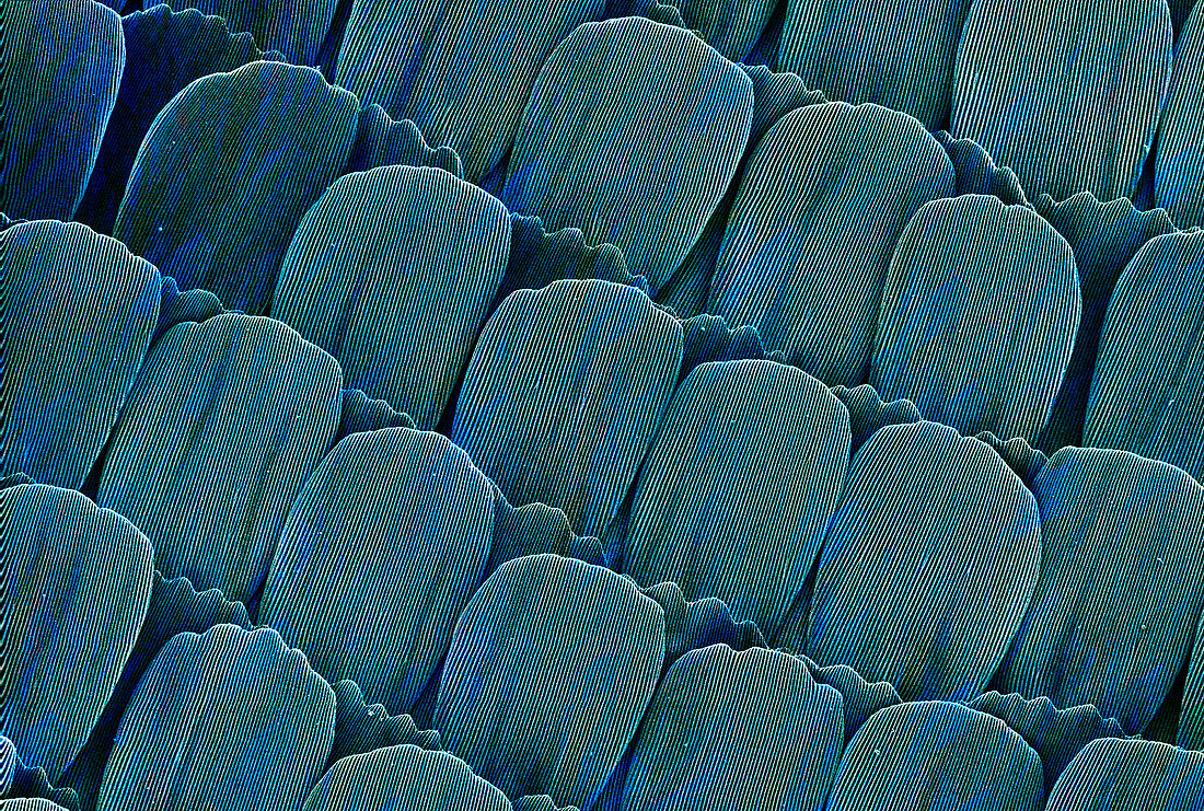 Butterfly wing scales,SEM