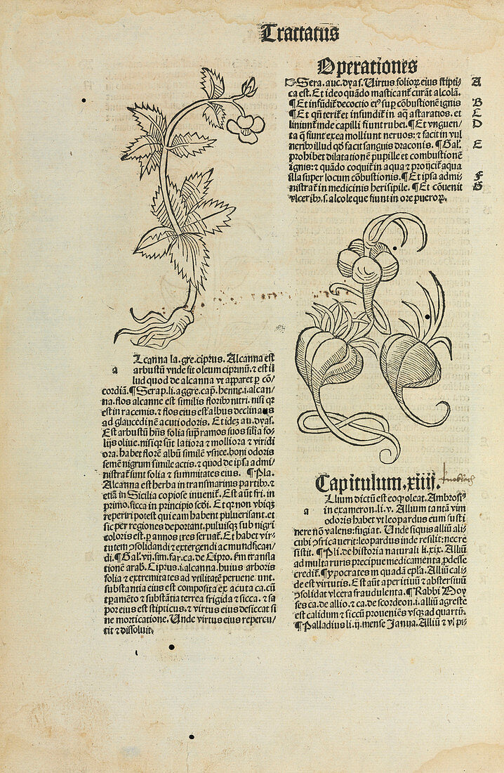 Garlic,15th century artwork