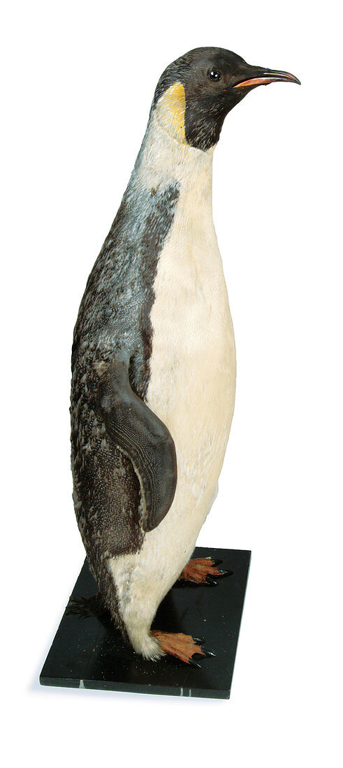 Emperor penguin,19th century specimen