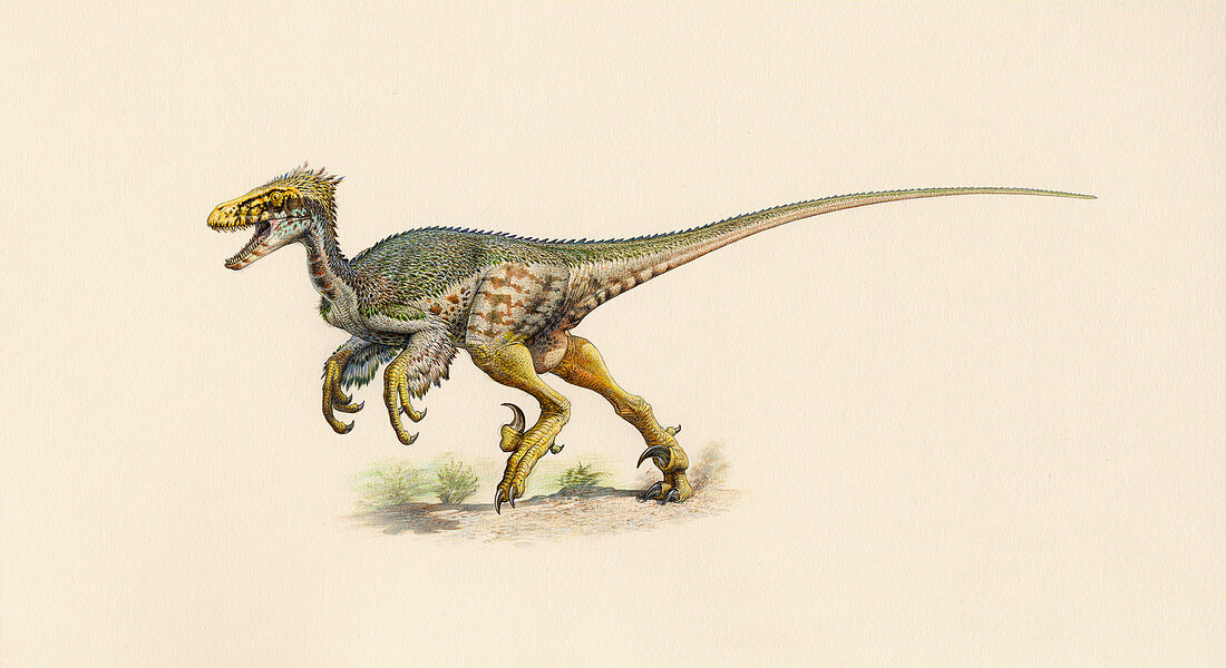 Dromaeosaurus dinosaur,artwork