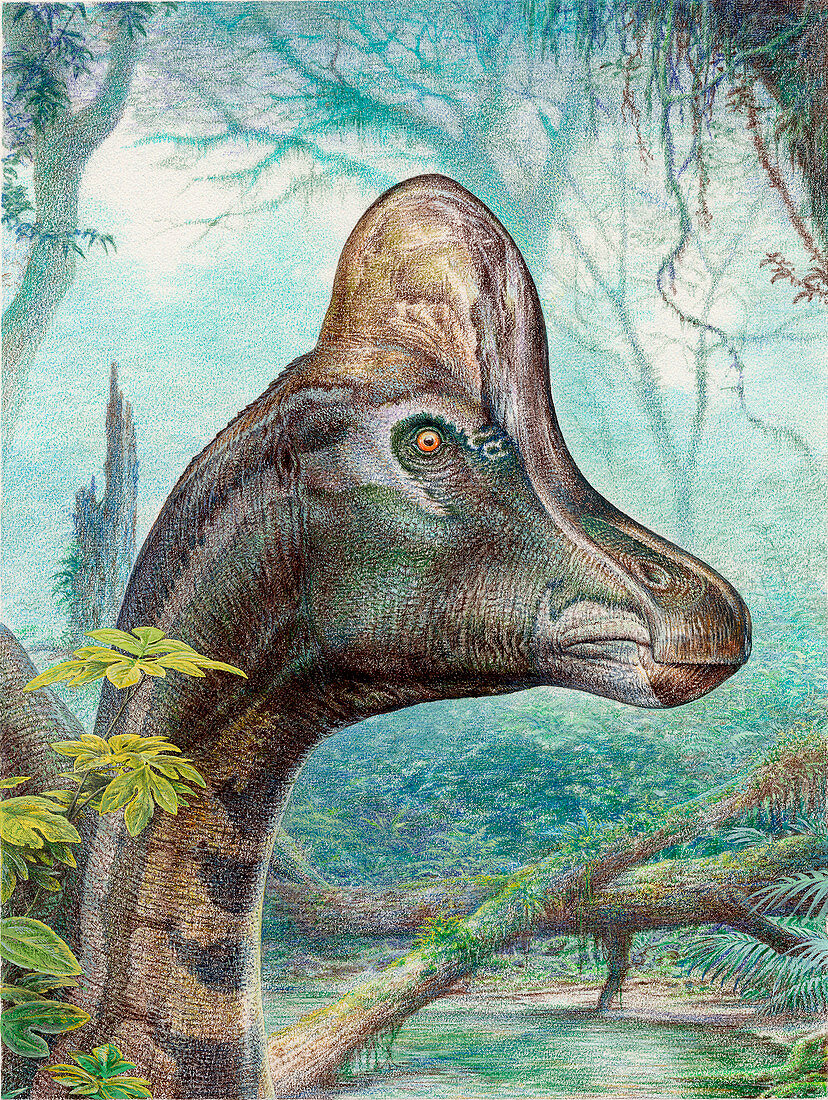 Hypacrosaurus dinosaur,artwork