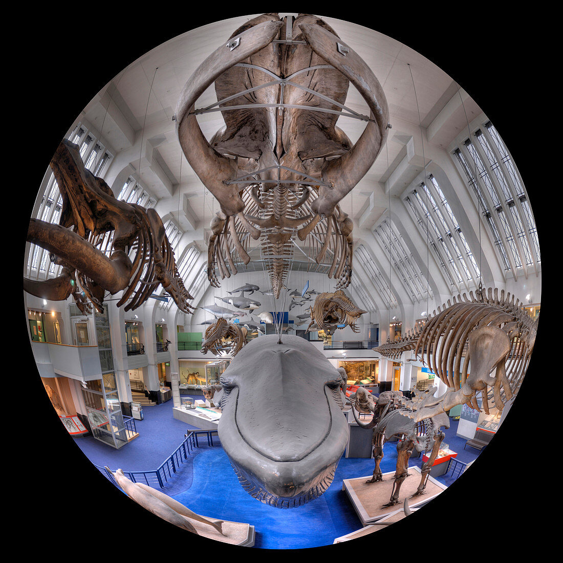 Natural History Museum's Blue Whale Hall