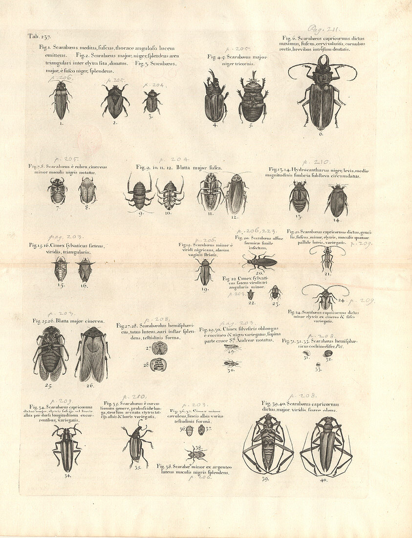 Caribbean insects,18th century