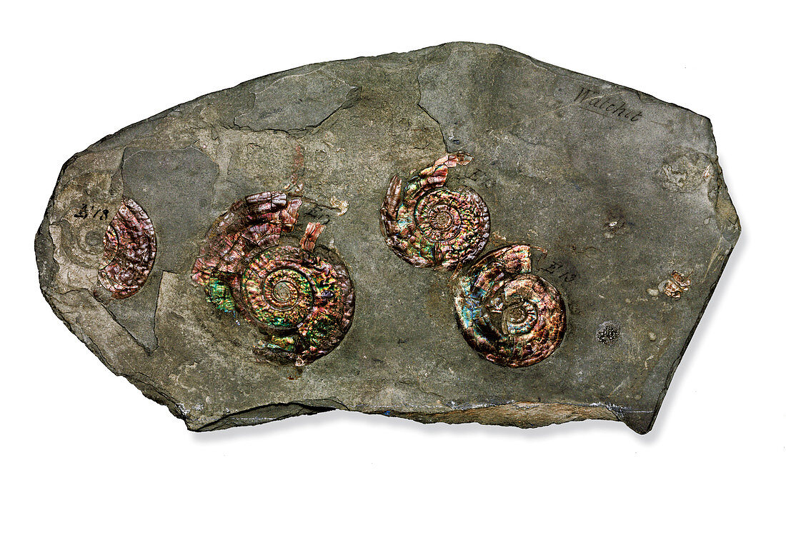 Psiloceras planorbis ammonite fossils