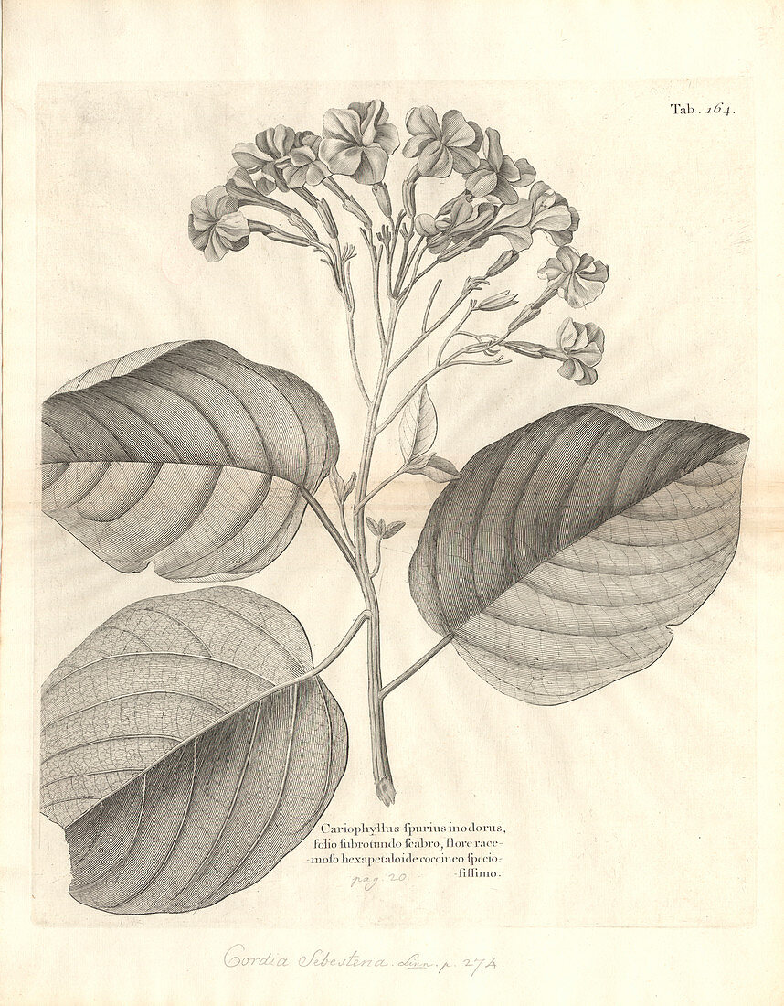Geiger tree flowers,18th century
