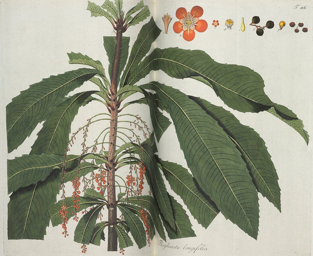 Theophrasta longifolia plant,artwork