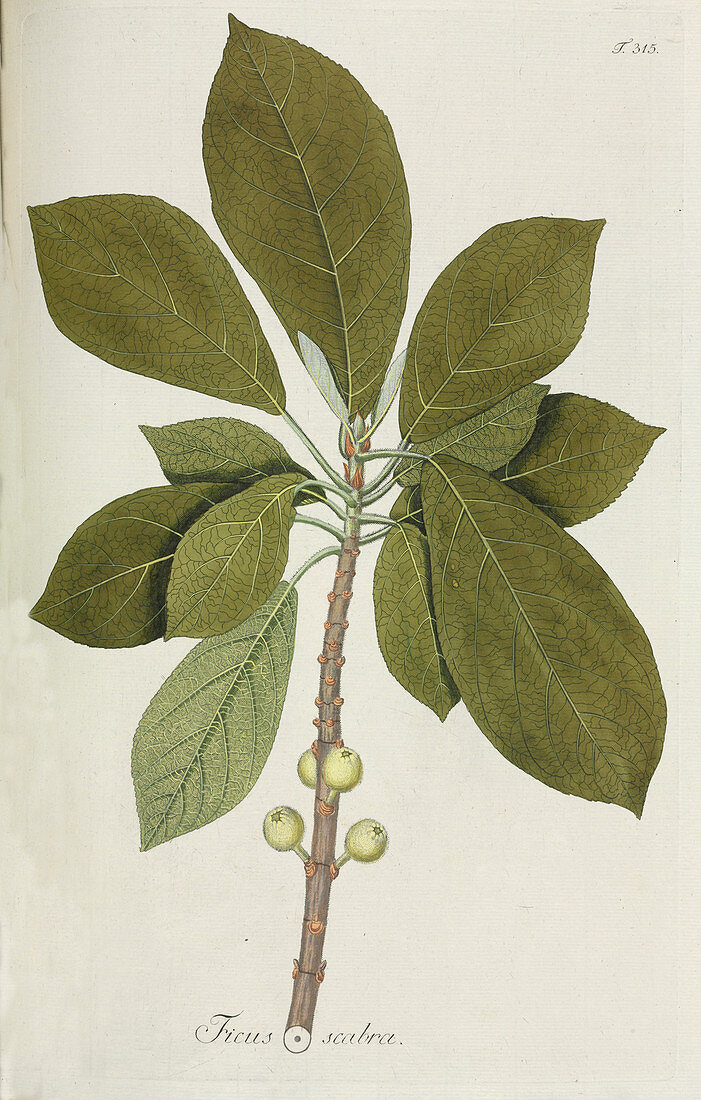 Fig tree (Ficus scabra),artwork