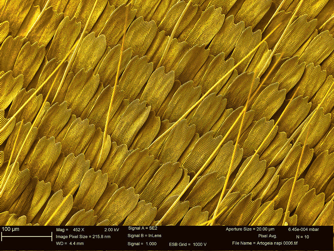 Butterfly wing scales,SEM