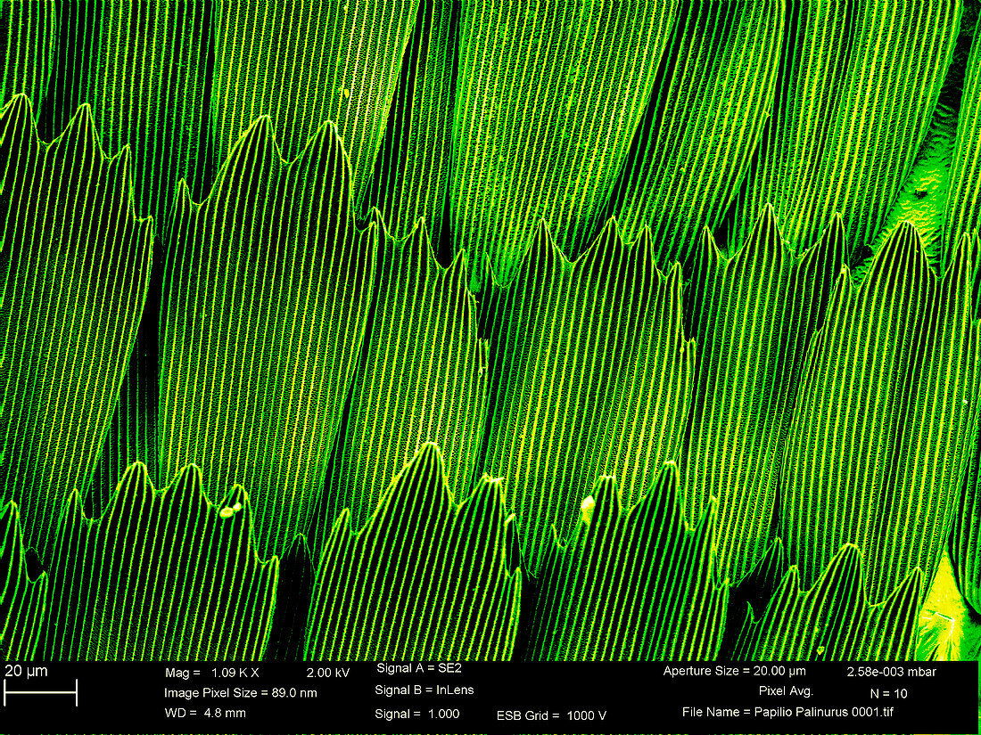 Butterfly wing scales,SEM