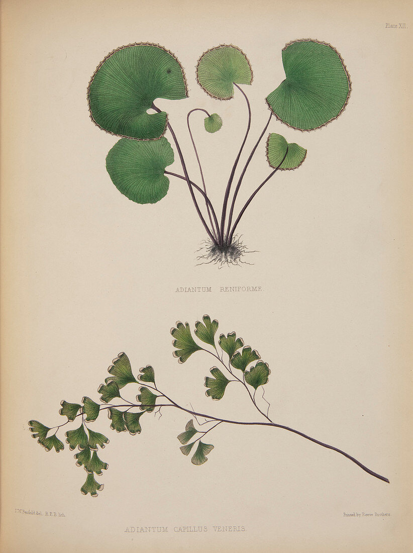 Maidenhair ferns,artwork