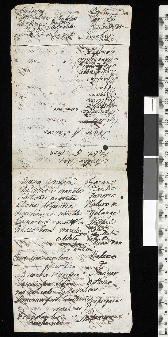 Robert Brown's expedition notes,1803