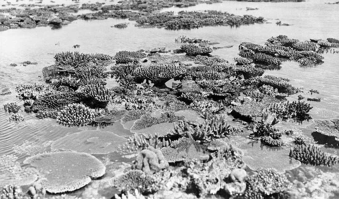 Corals at low tide