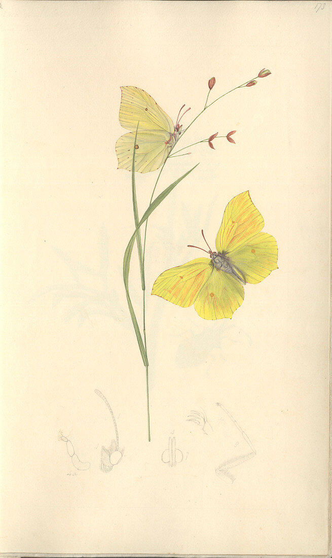 Brimstone butterfly,19th century