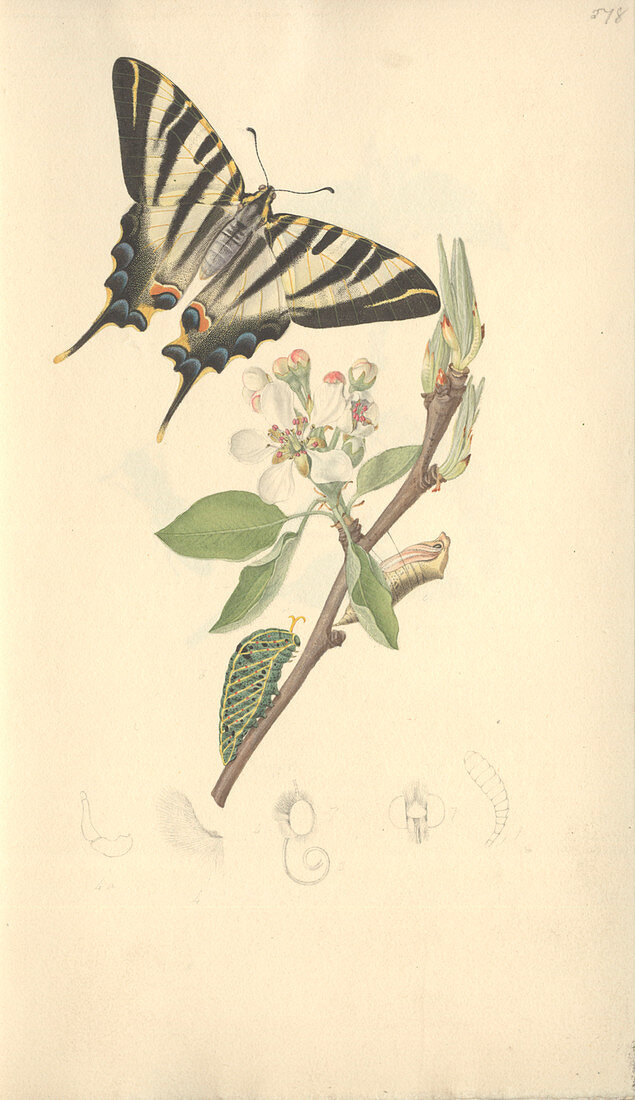 Swallowtail butterfly,19th century