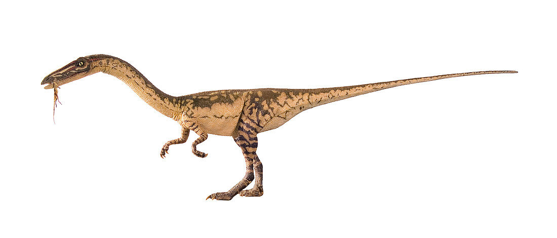 Coelophysis dinosaur model