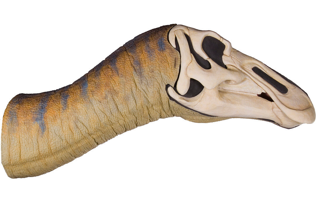 Edmontosaurus dinosaur model