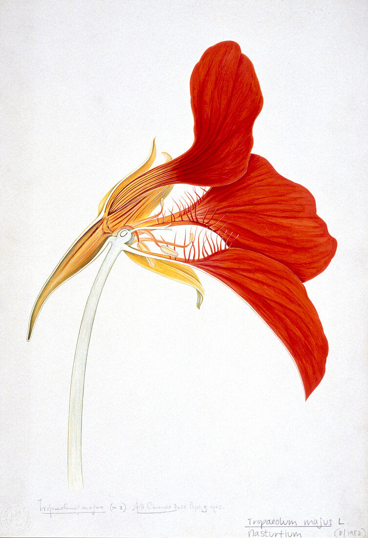 Nasturtium (Tropaeolum majus),artwork