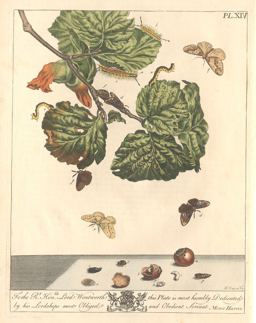 Stored nut moth,artwork