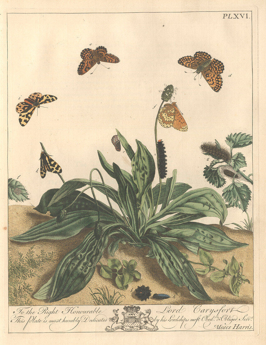 Glanville fritillary butterfly,artwork