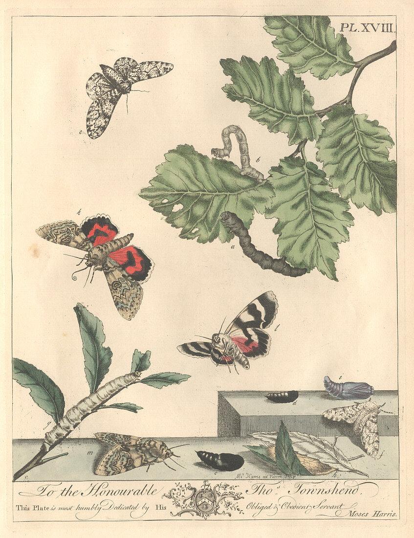 Peppered moth,artwork