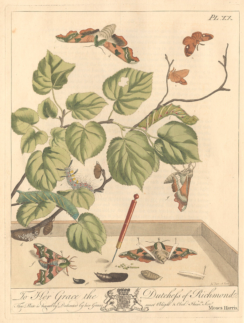 Lime hawk-moth,artwork