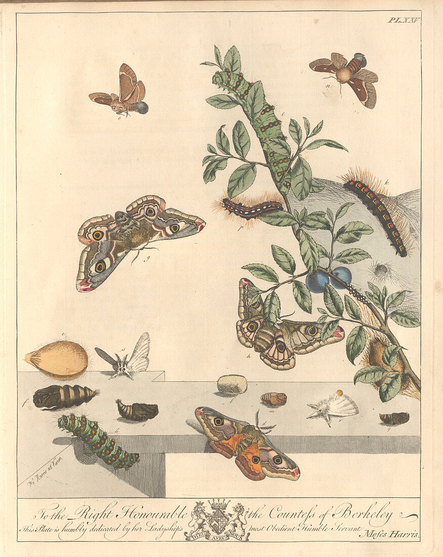 Emperor moth,artwork