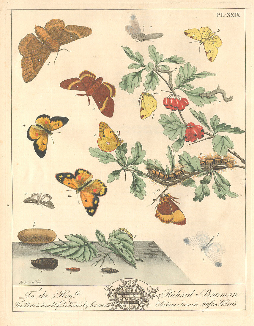 Great eggar moth,artwork