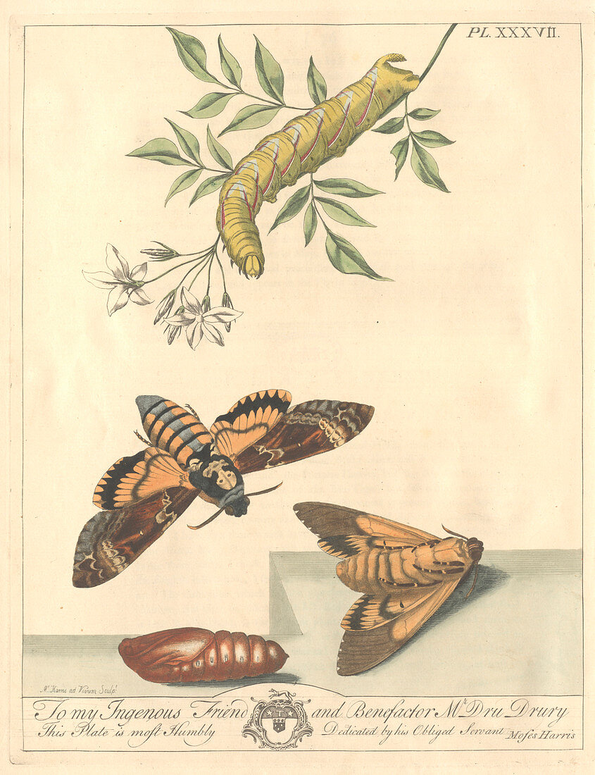 Tiger moth,artwork